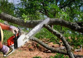 Best Fruit Tree Pruning  in Brooklawn, NJ
