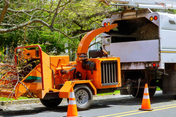 Best Tree and Shrub Care  in Brooklawn, NJ