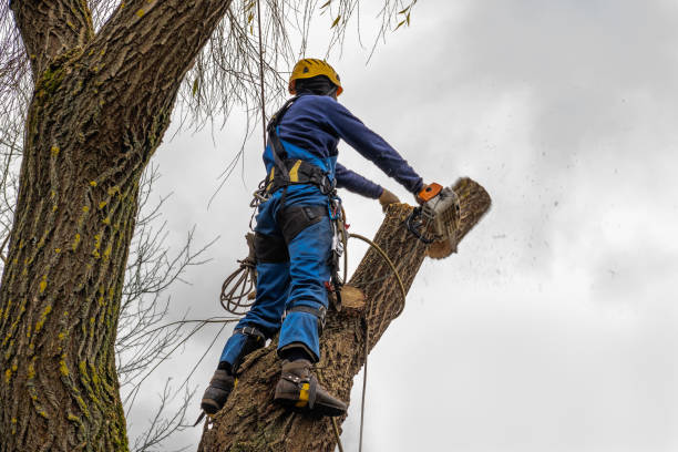 Best Tree Removal  in Brooklawn, NJ