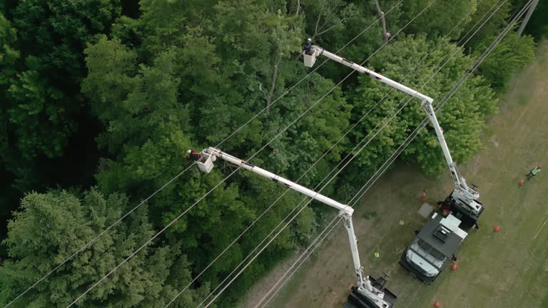 Best Utility Line Clearance  in Brooklawn, NJ