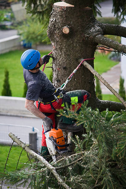 Best Tree Maintenance Programs  in Brooklawn, NJ