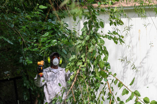 Best Tree Disease Treatment  in Brooklawn, NJ