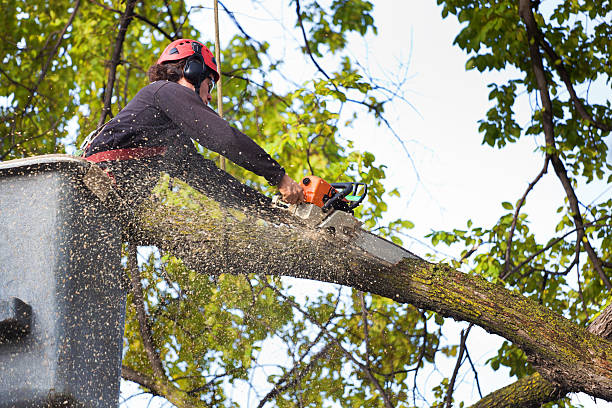 Best Aeration Services  in Brooklawn, NJ