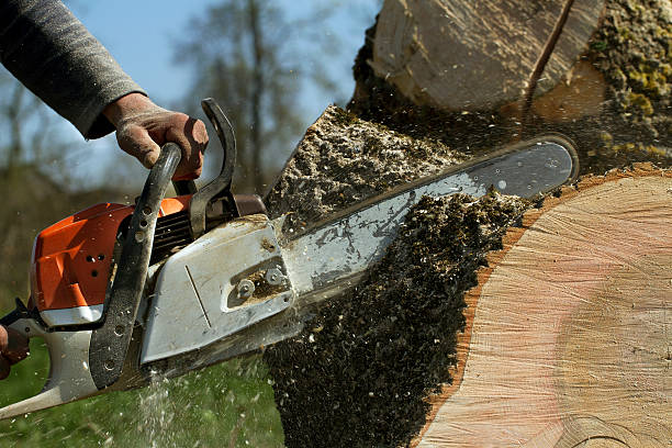 How Our Tree Care Process Works  in  Brooklawn, NJ
