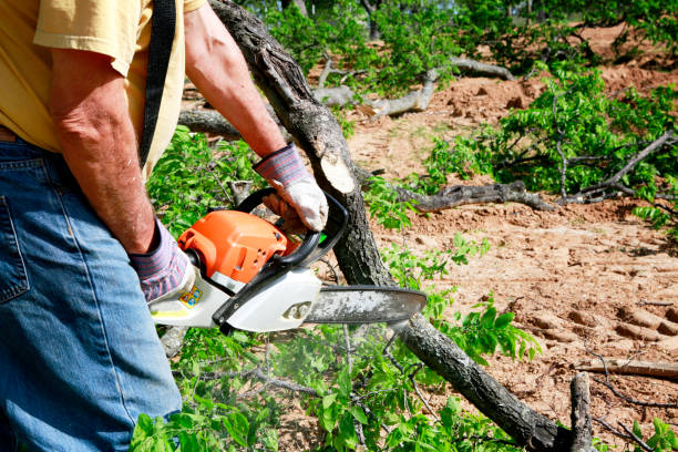 Best Arborist Consultation Services  in Brooklawn, NJ