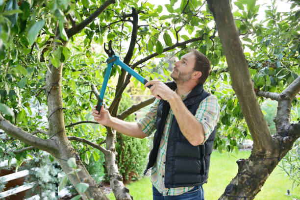 Organic Lawn Care Solutions in Brooklawn, NJ